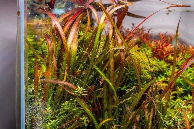 18 Jungle Val Plants - Buy 2 Get 1 Free! Italian Vallisneria Live Aquarium Plants (Freshwater) 11 thumbnail image