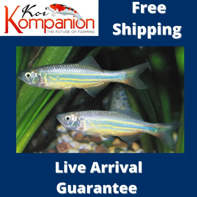 5/10/20X Giant Danios Freshwater Fish Free Shipping Koi Kompanion