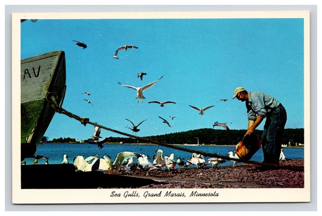 Postcard: MN Fisherman Feeding Sea Gulls, Grand Marais, Minnesota - Unposted