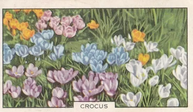 Gallaher Cigarette Card - Garden Flowers 1938 -  46 Crocus