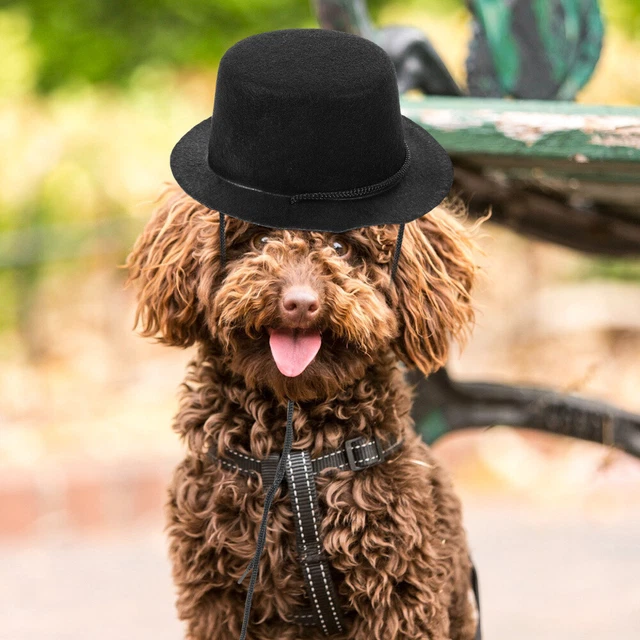 Bowler hat hot sale for dogs