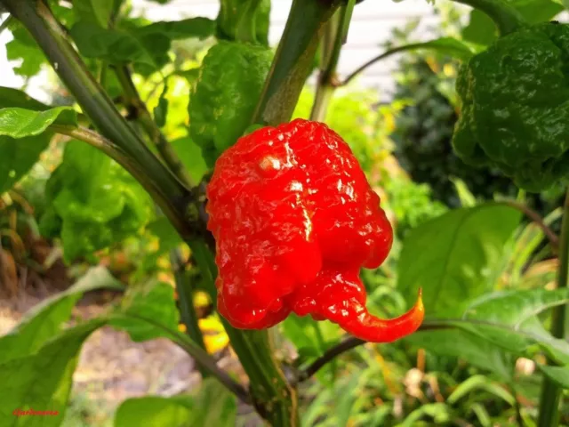 15 Graines Carolina Reaper, The World’s Hottest Pepper seeds