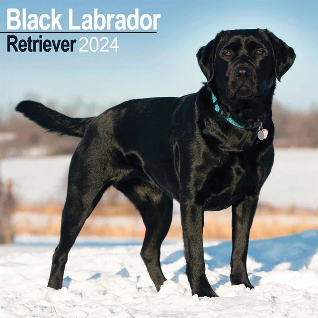 BLACK LABRADOR RETRIEVER Calendar 2024 Square Dog Breed Wall Calendar