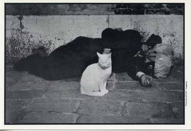 Postcard / Carte Postale Photo Giles Piot / Cat Chat / Dos Vierge