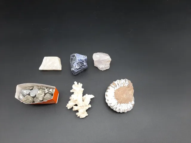Konvolut Sammlung Mineralien Steine Pyrit Katzengold Korall Korallen Fossil