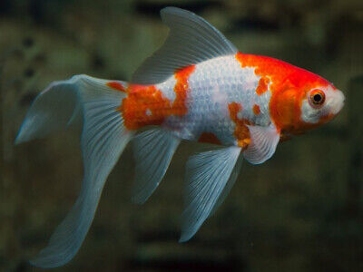 LONG FIN GOLDFISH RED & WHITE SARASA COMET Live Fish *FREE Expedited Shipping*