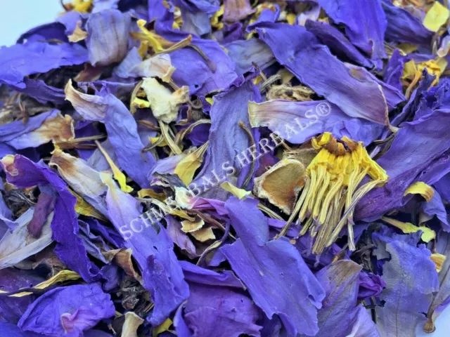 Blue Lotus, N. caerulea, All Natural Deep Purple Thai™ ~ Schmerbals Herbals