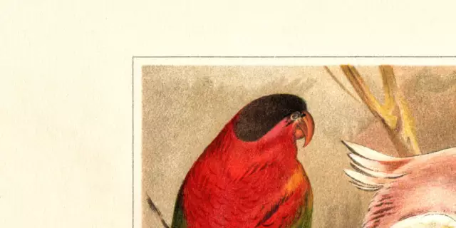 Papageien historischer Druck Chromolithographie ca. 1906 Bildtafel Ornithologie 2