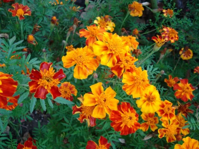 Tagetes Studentenblumen Samen ca. 400 Stück (2023)