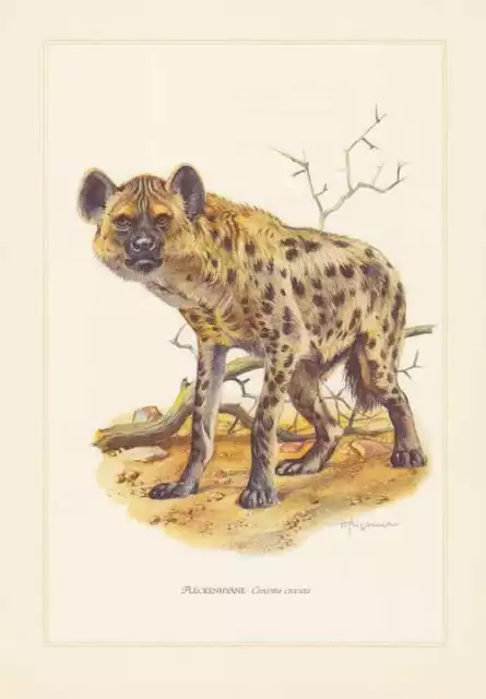 Fleckenhyäne Crocuta crocuta Tüpfelhyäne Farbdruck von 1959 Hyänen Zoologie