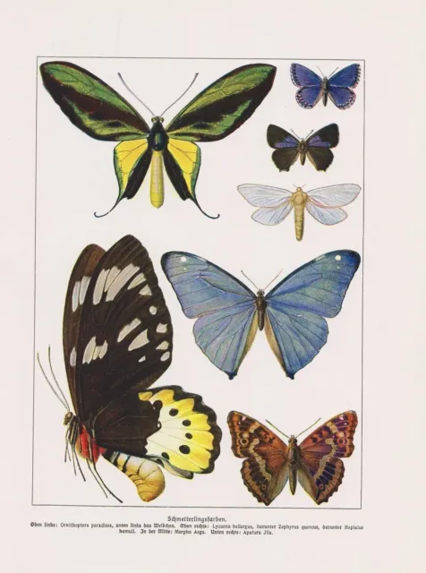 Schmetterlinge Butterfly Tagfalter Falter   Farbdruck von 1912