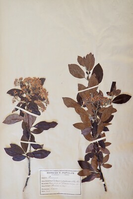 Matrice Seagrass XIX Bush Ardent Ardent Botanica Piante Secchi 