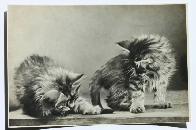 Old RPPC real photo postcard TWO PLAYFUL KITTENS CATS, 1956