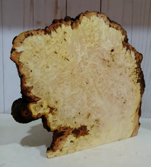 XL Gorra de madera Burl Ojo de Pájaro Ojo de Pájaro, EPOXI, Madera Artesanal, Escala de Cuchillo