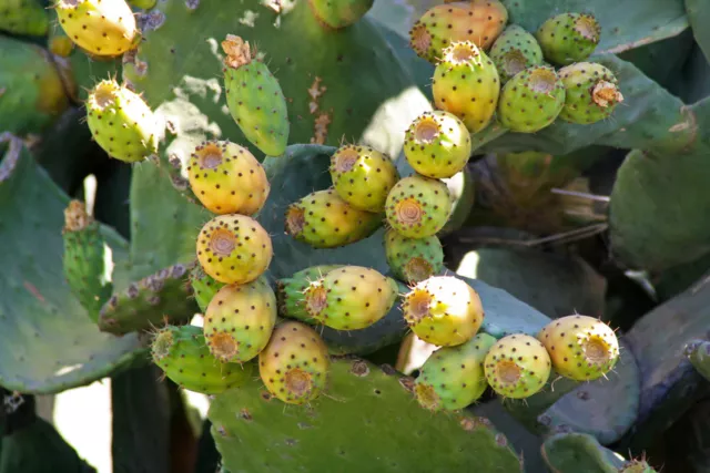 SAMEN Exot Pflanzen Samen exotische Saatgut Zimmerpflanze Kaktus Kakteen FEIGENK