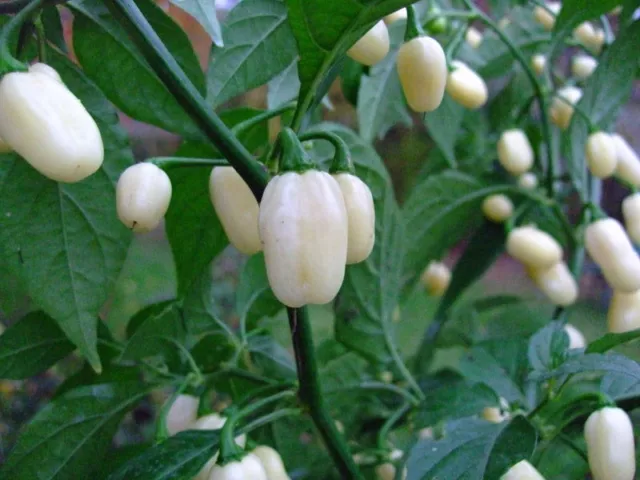 20 semi puri i di habanero white- bianco -vaniglia- peperoncino piccante+guida