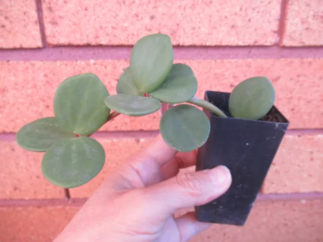 Peperomia rotundifolia var. hope 'Trailing Jade' ~ Houseplant ~ 1 plant 3