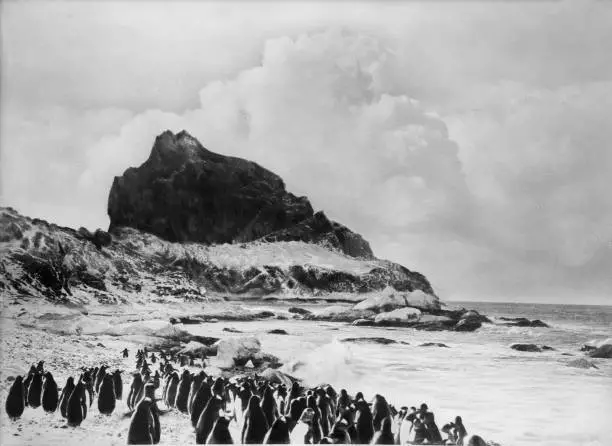 Antarctic Gentoo Penguins On Elephant Island 1915 OLD PHOTO