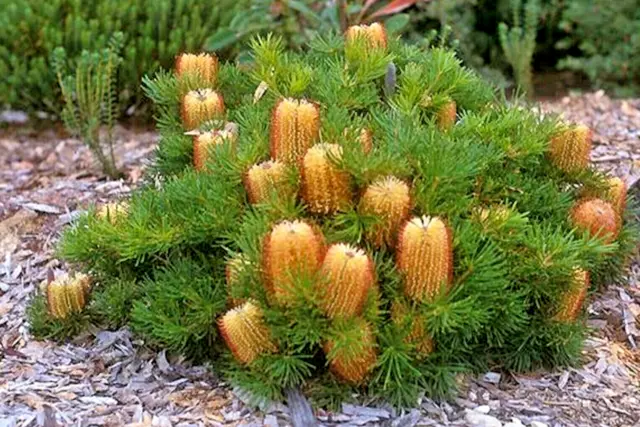 10 x BIRTHDAY CANDLES BANKSIA SEEDS-BANKSIA SPINULOSA-NATIVE-DROUGHT TOLERANT