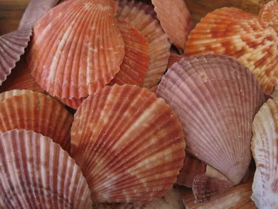 Pectin Scallop Shells (10 PC)- Seashells for Beach Decor - Wholesale Seashell