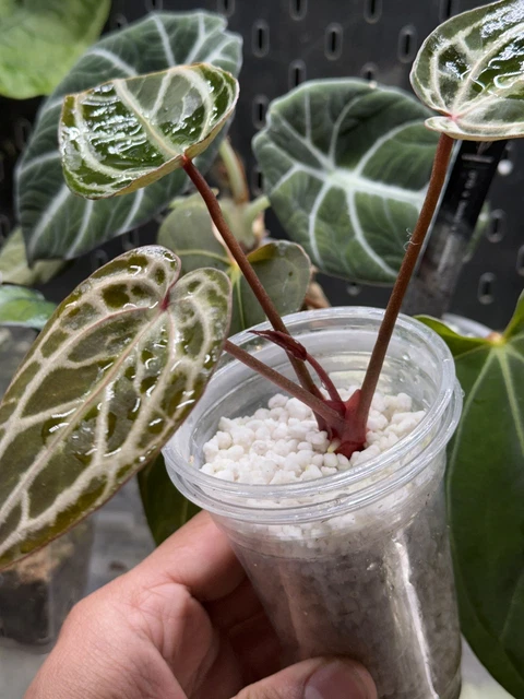 bonsai di acero rosso Acero rosso bonsai