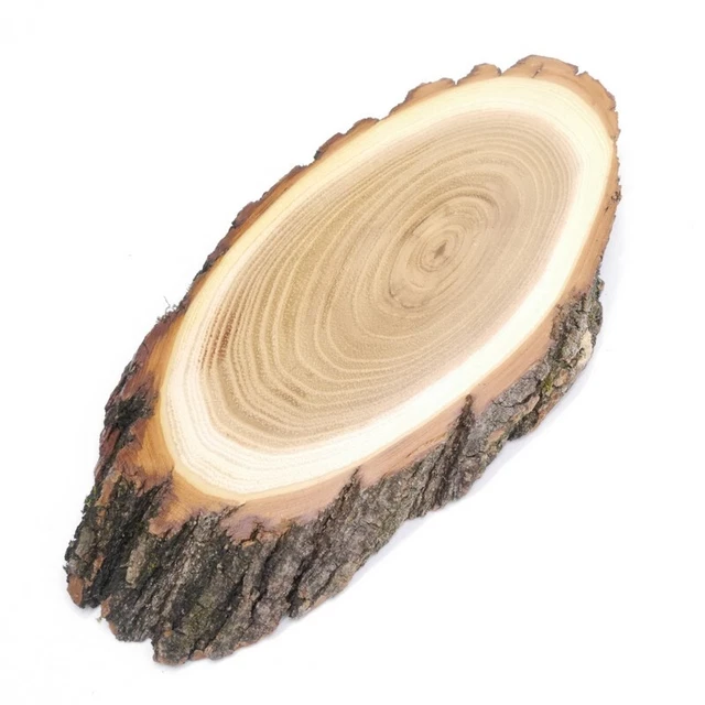 Escudo de Trofeo Acacia Af 16 CM Muy Pequeño Corzo Cornamenta Baumscheibe