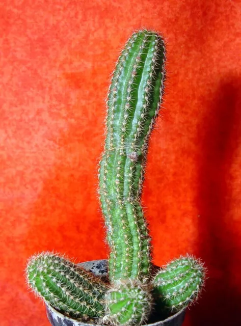 Chamaecereus Bernstein 13 cm groß Kaktus