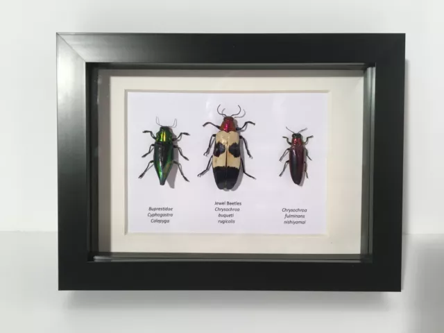 The Beetle Collection No. 3 in Box Frame Insect Beetle Taxidermy Art