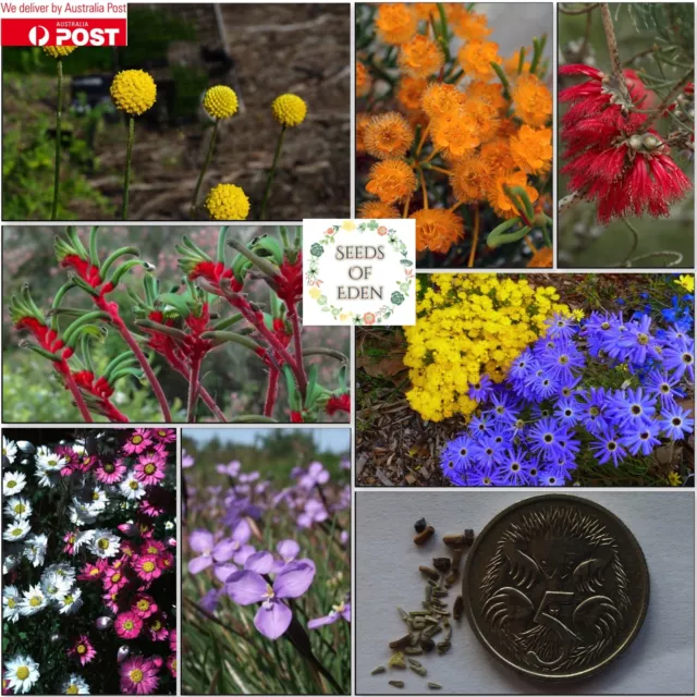 60 AUSTRALIAN NATIVE FLOWER MIX SEEDS; Beautiful different variety flowers