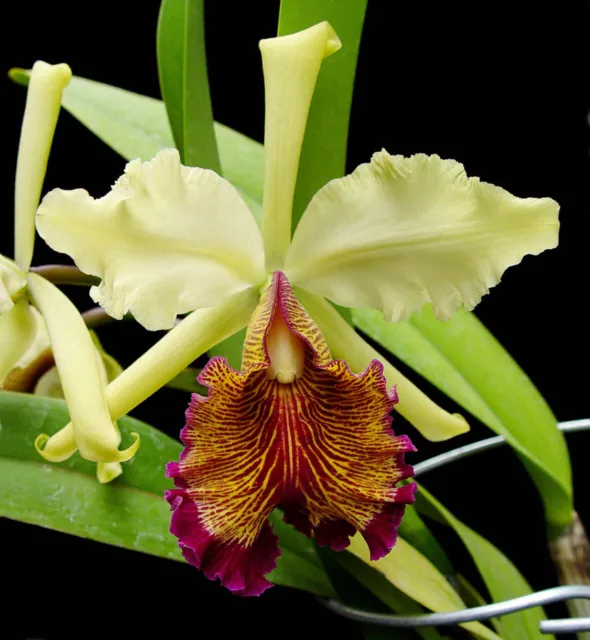 Cattleya DOWIANA VAR AUREA Orchid Plant Hight 13- 16