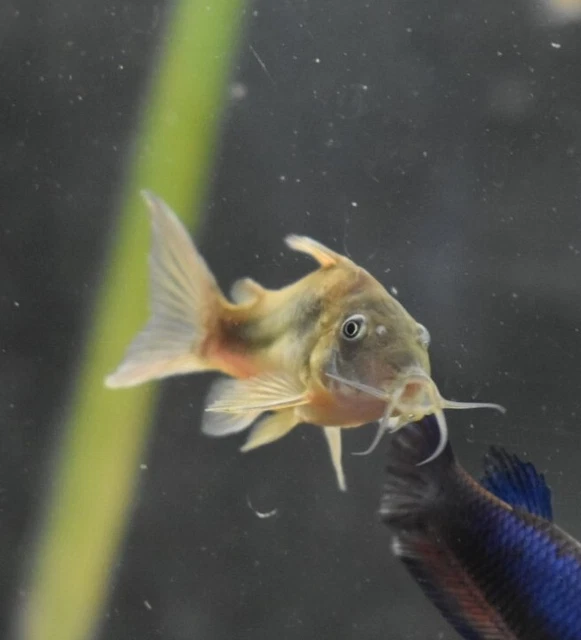 Live 1-1.5" Bronze Corydora Catfish (Pack of 3 Aquarium Fish) PLS READ DESCR