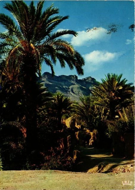 CPM AK Vallee du Draa, Un coin de la palmeraie MAROC (880862)