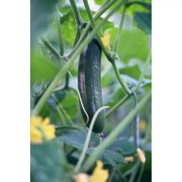 Cucumber Seeds 'Burpless Tasty Green' Half-hardy F1 Hybrid 1 Packet Of Seeds T&M