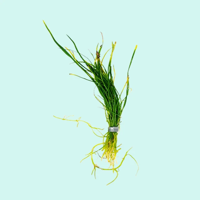 BUY 2 GET 1 FREE Micro Sword NarrowLeaf Plant Bunch Live Aquatic Aquarium Plants