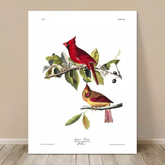 FAMOUS BIRD ART ~ CANVAS PRINT  8x10" ~ JOHN AUDUBON ~ Cardinal