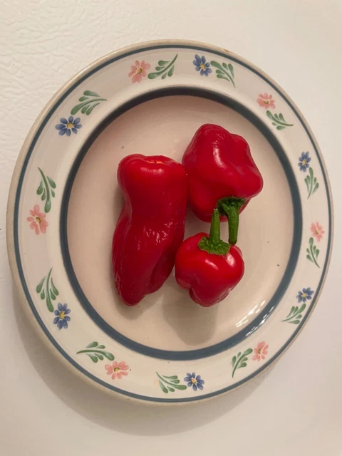 30 Cajun Belle Pepper Seeds Open Pollinated NON GMO