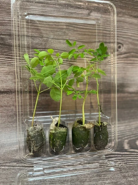 Moringa Starter Grow Kit With Live Plants
