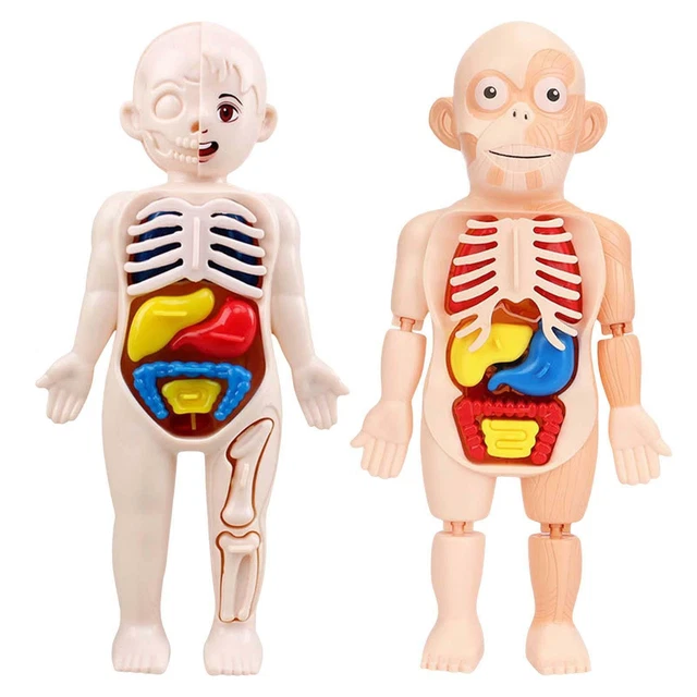 HUMAN TORSO BODY Model Anatomy Anatomical Internal Organs Teaching