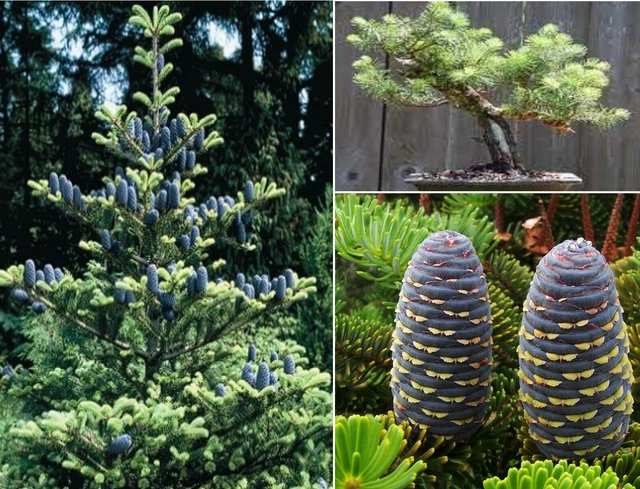 KOREAN FIR | Abies Koreana | 25+ seeds | Bonsai | Hardy | Same Day Dispatch  4.39 - PicClick UK