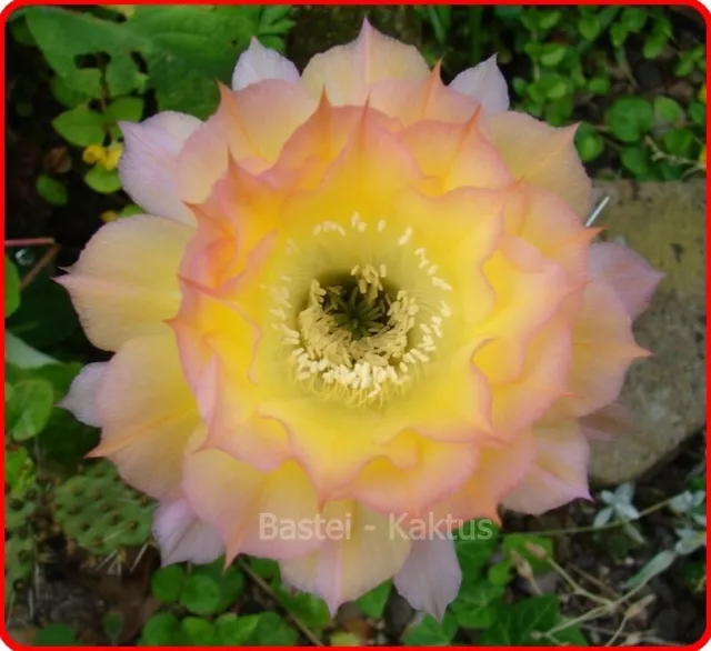 Kakteen Kaktus, Echinopsis, Trichocereushybride, *** Arabesque   ***