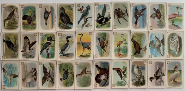 New Series of Birds Series A 30 Card Set Church & Dwight 1908 J-4 Arm & Hammer
