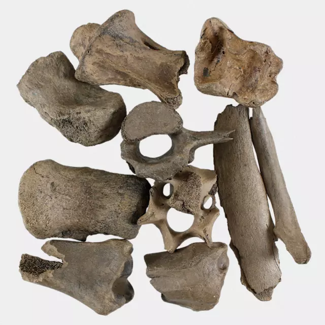 Fossilien 10 STK Knochen Quartär Pleisotzän