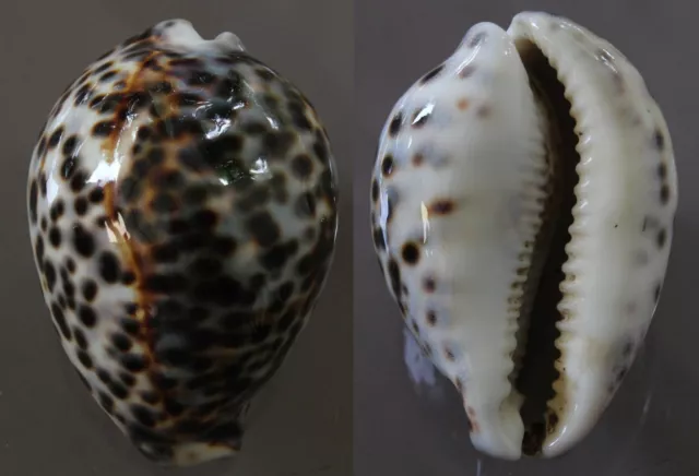 Seashells Cypraea tigris 81mm F+++/GEM TIGER COWRY marine specimen sea snail