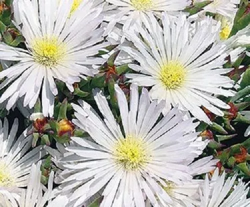 50 + Delosperma Bianco Ghiaccio Pianta Semi di Fiori / Perenne