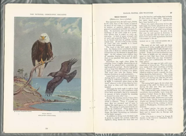 1933  EAGLE and Kin magazine article, color art, hawks buzzards vultures too