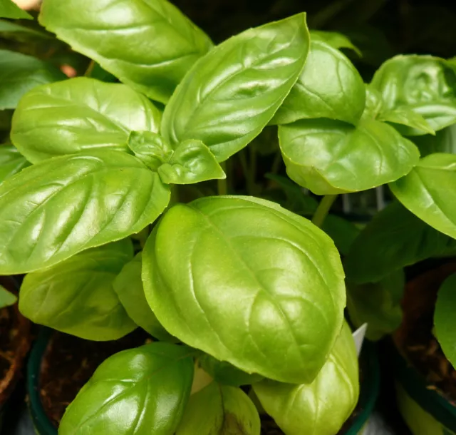 800 graines BASILIC A GRANDES FEUILLES(Ocimum basil. GENOVESE ) K62 BASIL SEEDS