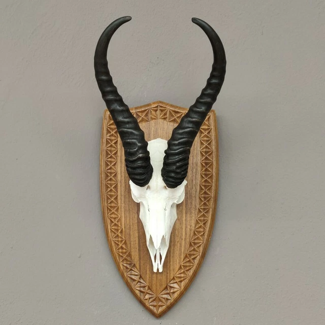 Gacela Antílope Trofeo de Calavera En Escudo de Trofeo Hl 33,5 CM de Decoración 3