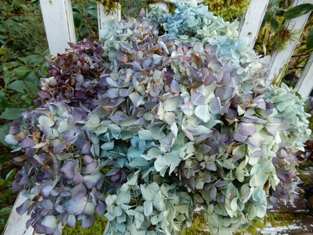 11 flores secas de hortensia azul claro, verde, crema, púrpura primitivas SEGUNDOS