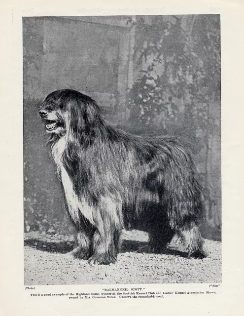 Bearded Collie Original Vintage Dog Print Page 1934 "Balmaeneil Scott"