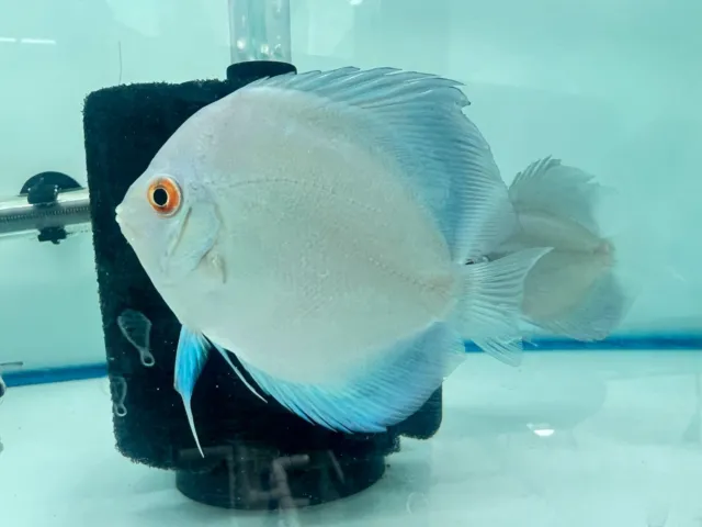 Blue Diamond LIVE Discus Fish 3+ 4+" Aquarium Fish Live Guarantee!